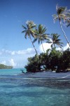 Bora Bora Insel - Palmen