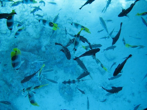 Sehenswürdigkeiten auf Bora Bora - Unterwasserwelt